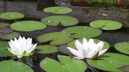 Witte waterlelie (Nymphaea Alba)